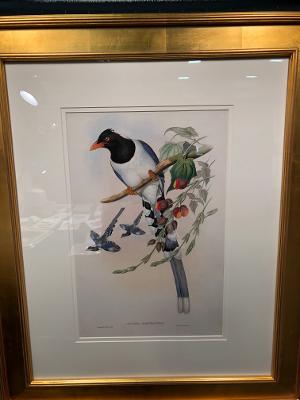 Exquisite framed Gould lithographs, tropical Birds of Asia.