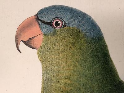 Decorate your walls, with colorful parrot engravings. The artwork that is centuries old, revered work of perruches.