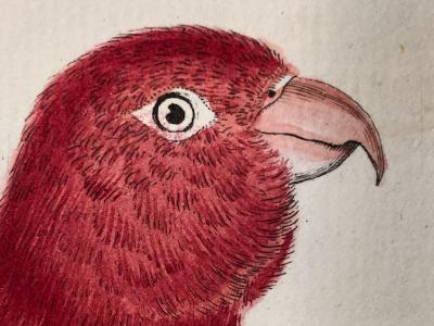 18th century watercolor engravings of parrots or perruches in French.