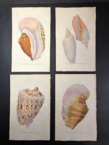 Exceptional set of four, 1820's engravings of seashells, with original watercolors, photo taken prior to picture framing.