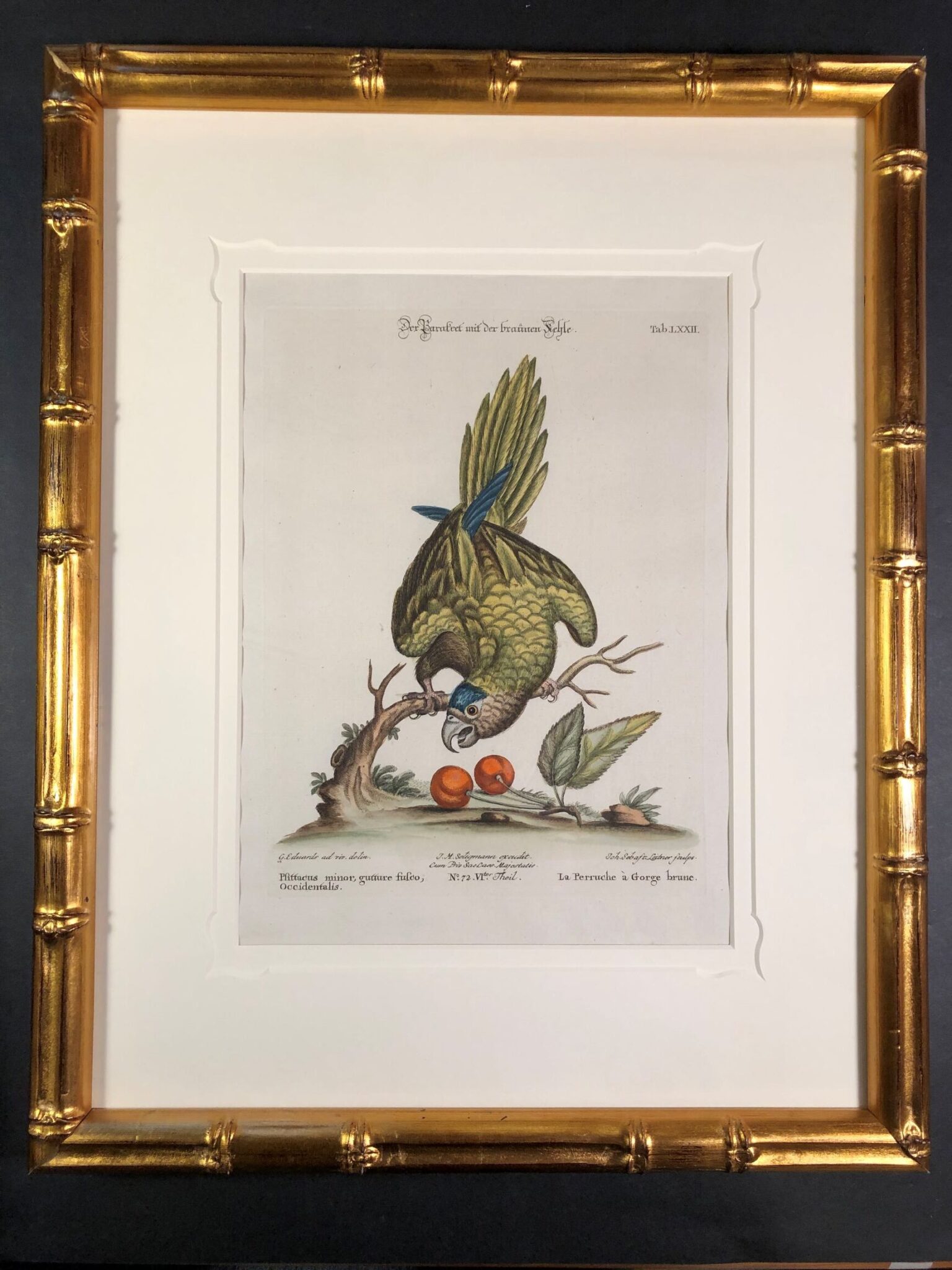 Framed decorative antique prints of Perruches or Psittacus from the 18th century.
