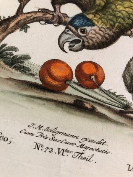 George Edward Parrots-Charming 18th century hand colored engravings. Framed sets of decorative antique prints.