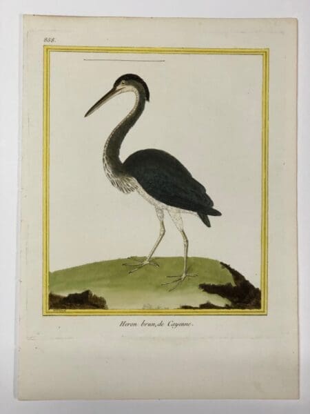 Francois Martinet Histoire Naturelle de Oiseaux 18th century water birds engraving of crested brown or blue heron plate 858 de (of) Cayenne