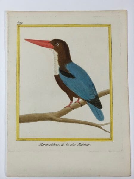 18th century Francois Martinet bird engraving of Martin-pecheur , de la cote Malabar plate 894. Sourced from Histoire Naturelle des Oiseaux, 1770-1783.