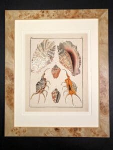 Decorative & professionally framed, set of six, original antique engravings of shells.