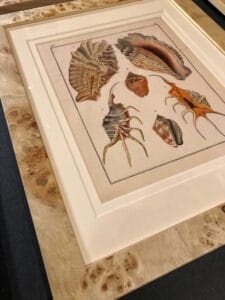 Rare engravings of seashells from Heinrich Carl Kuster's Systematisches Concholylien-Cabinet, framed.