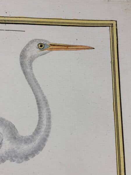 Water birds by Francois Martinet, John Gould, John Selby & Compte de Buffon