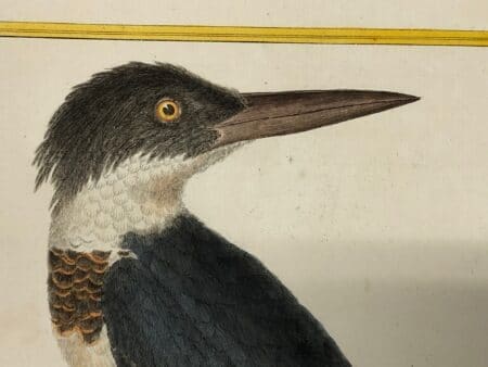 antique lithographs engravings of all kind of shore & wading birds