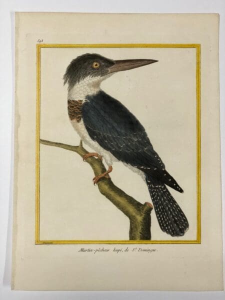 Plate 593 from Histoire Naturelle des Oiseaux, Martin-pecheur hupe, de St. Dominique.