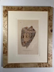Ocean themed set of framed antique shell engravings.