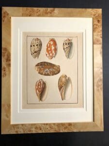 19th century hand colored engravings of seashells.