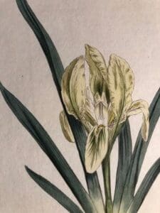 antique prints of Irises, Daffodils, Narcissus, Morning Glories, Cyclamen and Magnolias
