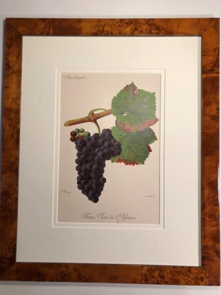 Purple grapes, one of 3 pieces, decorative set three framed antique wine lithographs
