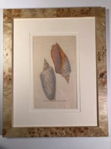 Set of six framed, 200 year old, hand colored engravings of sea shells, by Donovan.