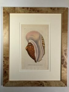 Set of six, 19th century, watercolor engravings of sea shells, blond burlwood frames.