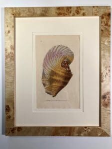 A set of six framed antique engravings of seashells. Unusual picture framing.
