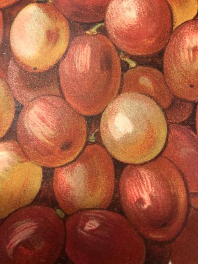 A stunning, antique wine grapes, chromolithograph, over 100 years old.