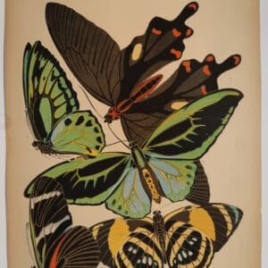 Available and ready to ship, original pochoir plate 1, Eugene Seguy's Papillons.