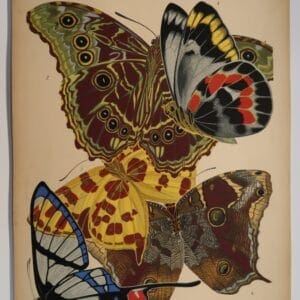 Spectacular, decorative antique print, from a 1920's portfolio of E.A. Seguy Papillons.
