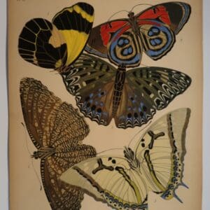 Live with spectacular art, that reflects your interest in design and nature. Own an original pochoir. Plate 12, is sourced from E.A.Seguy's Papillons, 1925.