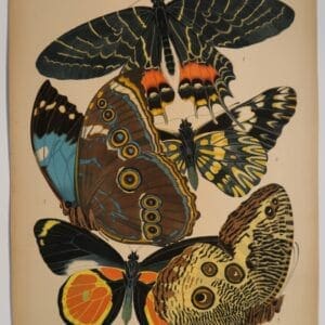 E.A. Seguy Butterflies design. Original 1925 pochoir plate 2.