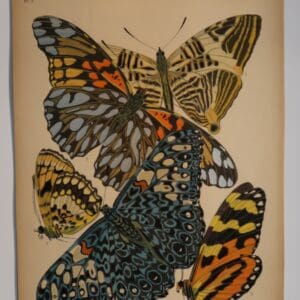 Live with spectacular art, that reflects your interest in design and nature. Own an original pochoir, Plate 3, sourced from E.A.Seguy's Papillons, 1925.