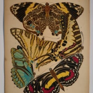 Own art, inspiring designers for years. An original pochoir. Seguy Papillons Plate5, is one of a set of 20. Art-Deco designs of butterflies.