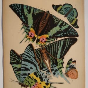 Original Seguy Papillons Plate7