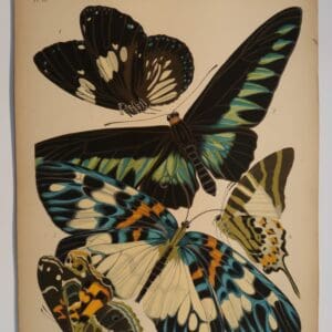 Species of Butterflies in Seguy Papillons Plate 10: 1. Euploea rhadamanthus, 2. Troides brookeana, 3. Erasmia pulchella, 4. Papilio antiphates, 5. Pyrameis myrinna