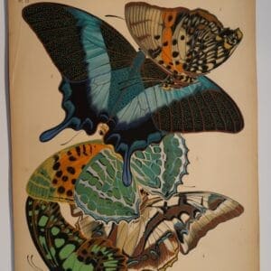 Seguy Butterflies Plate 13