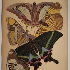 Plate 8 butterflies include: Eriboea athamas, 2. Adelpha melanippe, 3. Adelpha bredowi, 4. Papilio krishna, 5. Hypolimnas misippus.