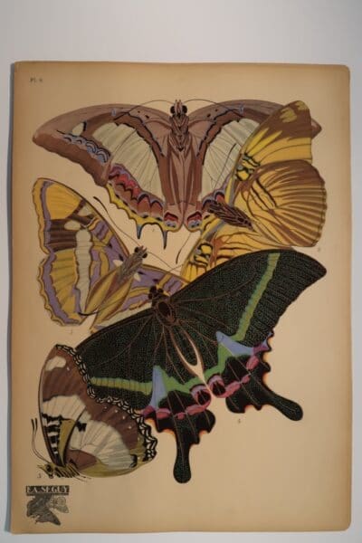 Plate 8 butterflies include: Eriboea athamas, 2. Adelpha melanippe, 3. Adelpha bredowi, 4. Papilio krishna, 5. Hypolimnas misippus.