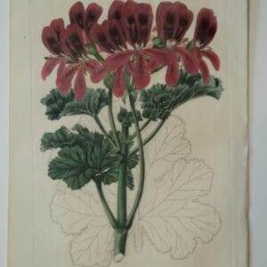 Red geraniums 1820's engraving, green leaves, for Robert Sweet.