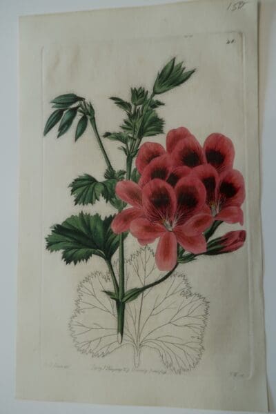 Antique Botanical Engraving Geraniums46