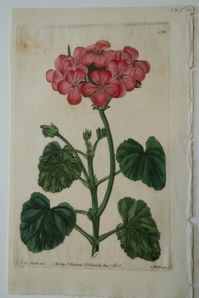 Antique Print Foxed Geranium-176