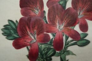 Searching around for brightly colored flowers to complete your interior design? Consider a set of, original geranium engravings from the 1820's.