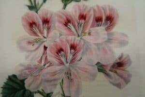 Sets of decorative antique prints or engravings. Family Geraniceae, antique engravings of flowers by Robert Sweet, London 1820's.