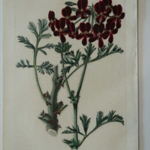 This artwork is an 1829 antique engraving, hand-colored, of dark red geranium.