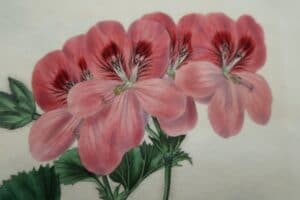 Our geraniums are sourced bookplates. They are over 100 years old, and are antiques.
