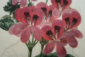 Antique prints of geraniums, over 100 years old.