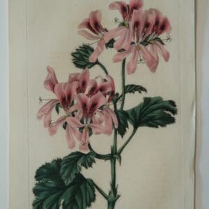 Beautiful early 19th century, hand-colored engraving, of pink geraniums.