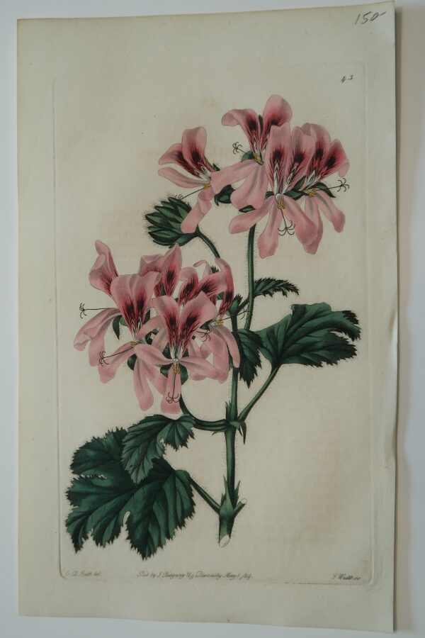 Beautiful early 19th century, hand-colored engraving, of pink geraniums.
