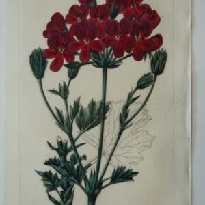A velvety deep red geranium engraving from the 1830's.