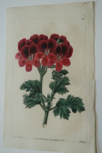 Early 1820's antique flower print, Red Geraniums Engraving Plate37