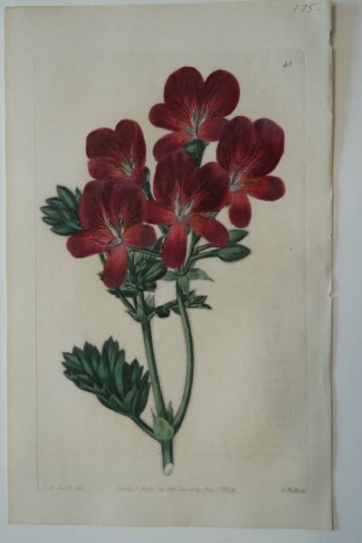 Robert Sweet dis wonderful flower engravings, this is Spectacular Artwork Geraniums Plate41