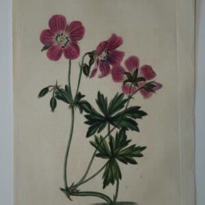 A beautiful 200 year old engraving of purple geranium.