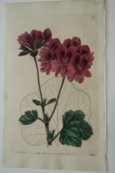 Sweet Geraniums Engraving 81 has purple colored blooms.