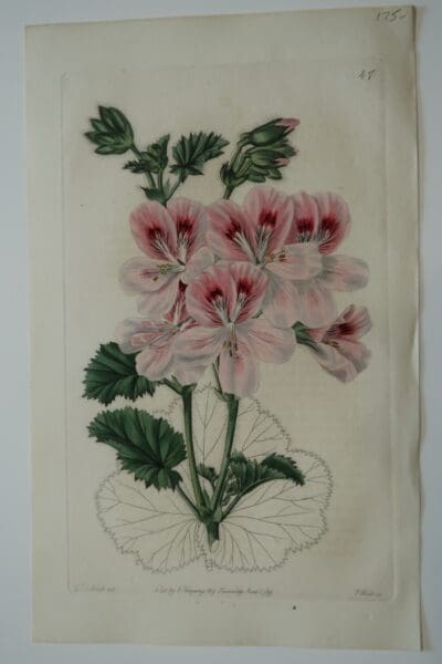 Large pink, Sweet Geraniums Engravings Plate47 published 2 centuries ago by Ridgeway. 