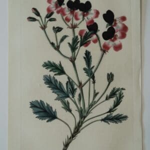 An unusual tri color geranium engraving, 2 centuries old.
