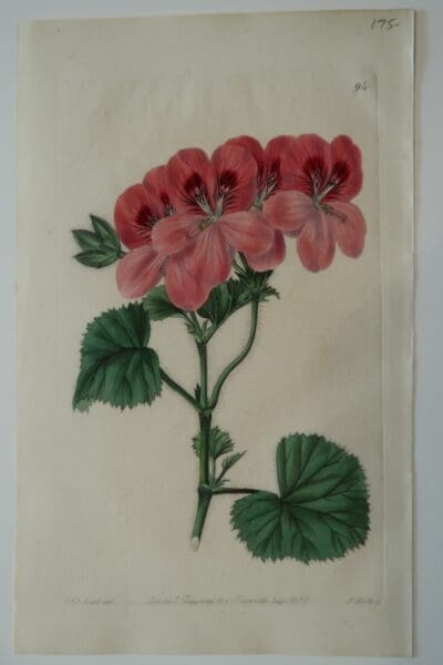 Sweets Geraniums Plate94 is a beautiful, 200 hundred year old antique engraving of large pink geranium.